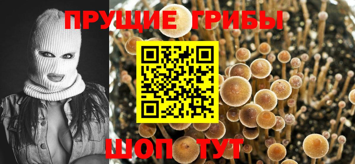 Галлюциногенные грибы Psilocybine cubensis  Вход с VPN  Железноводск  Галлюциногенные грибы Psilocybine cubensis 